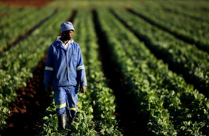 Farm worker standing in rows of green crops